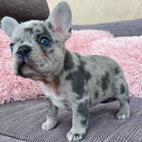 Cucciolata di bulldog francesi merle solo maschi