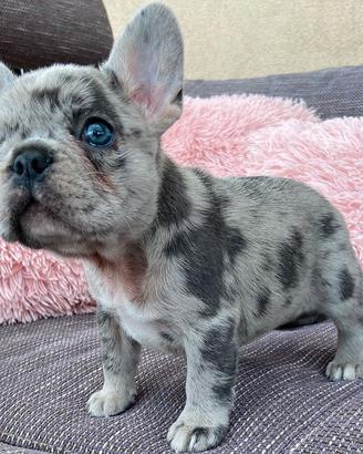 Cucciolata di bulldog francesi merle solo maschi