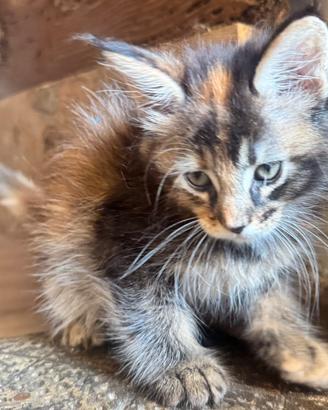 MAINE COON Cucciole 3 rate SHADED pedigree