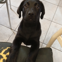 Labrador con pedigree
