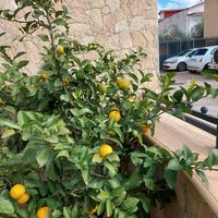 Pianta di agrumi innestata a limoni e bergamotto