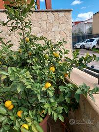 Pianta di agrumi innestata a limoni e bergamotto