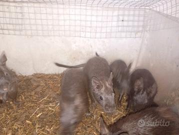 Degu del cile