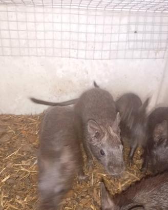 Degu del cile