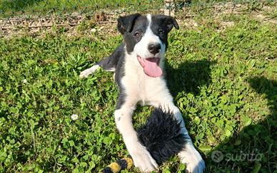 Cucciolo Border Collie