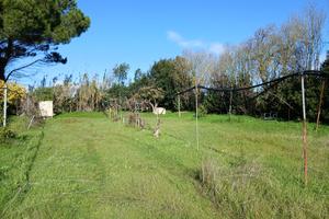 Terreno frutteto