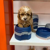 Barboncino Toy maschio Bismark