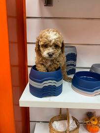 Barboncino Toy maschio Bismark