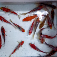 Vari pesci d acqua fredda