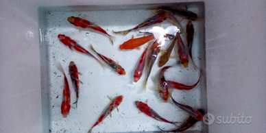 Vari pesci d acqua fredda