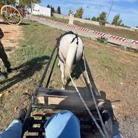 Cavalla araba orientale