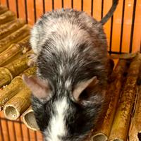 Coppia femmine degu del Cile