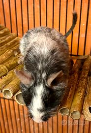 Coppia femmine degu del Cile