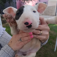 Cuccioli di bull terrier inglese alta genealogia