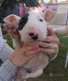 Cuccioli di bull terrier inglese alta genealogia