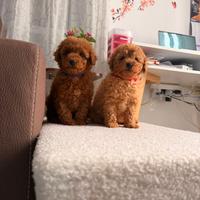 Cuccioli barboncino Toy maschi