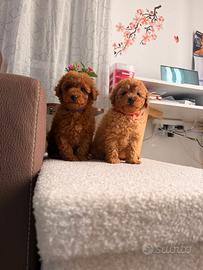 Cuccioli barboncino Toy femmine