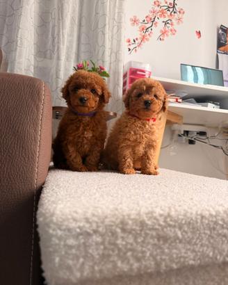 Cuccioli barboncino Toy femmine