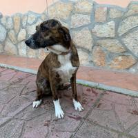 Segugio maremmano F di 10 mesi