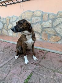 Segugio maremmano F di 10 mesi