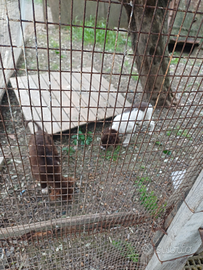 Cucciole meticce springer lagotto