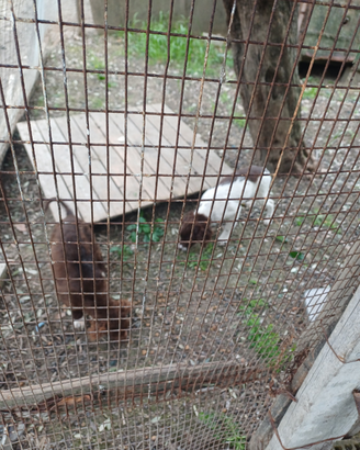 Cucciole meticce springer lagotto