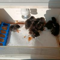 Pulcini Australorp neri