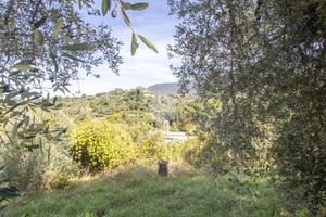TER. AGRICOLO A PALOMBARA SABINA