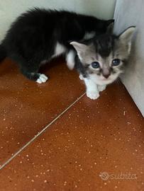 Gattini