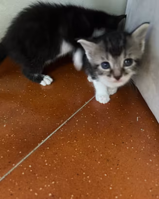 Gattini