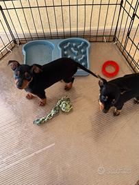 Cuccioli di pinscher