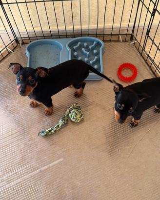 Cuccioli di pinscher