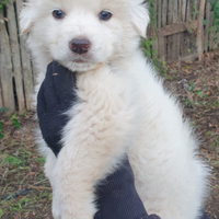 Cuccioli di pastore maremmano