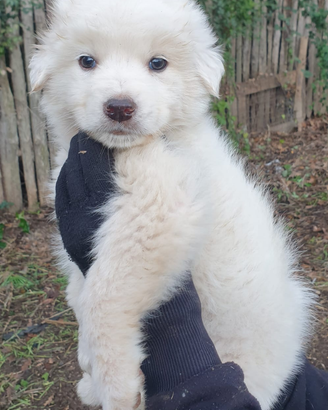 Cuccioli di pastore maremmano