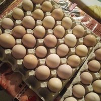 Uova gallina
