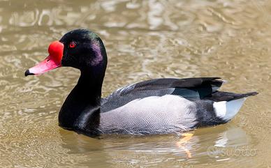 Maschio Netta peposaca C.E.R.C.O