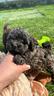 barboncino-femmina-brindle-sabble