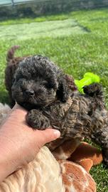 Barboncino femmina brindle/sabble