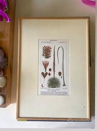 Stampa botanica Antica