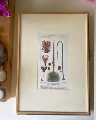 Stampa botanica Antica
