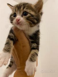Gattini