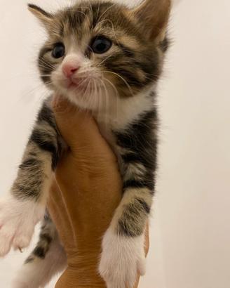 Gattini