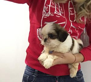 Shitzu Nano cuccioli