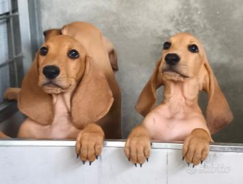 Cuccioli di segugio italiano