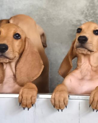 Cuccioli di segugio italiano