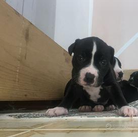 Cuccioli amstaff