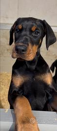Cucciolo dobermann