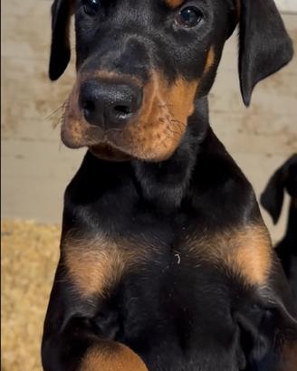 Cucciolo dobermann