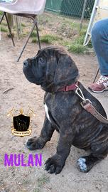 Cane Corso cucciola