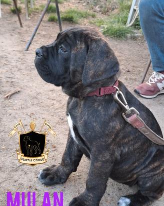 Cane Corso cucciola